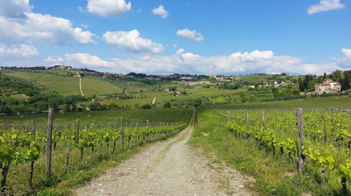 Chianti vineyard landscape